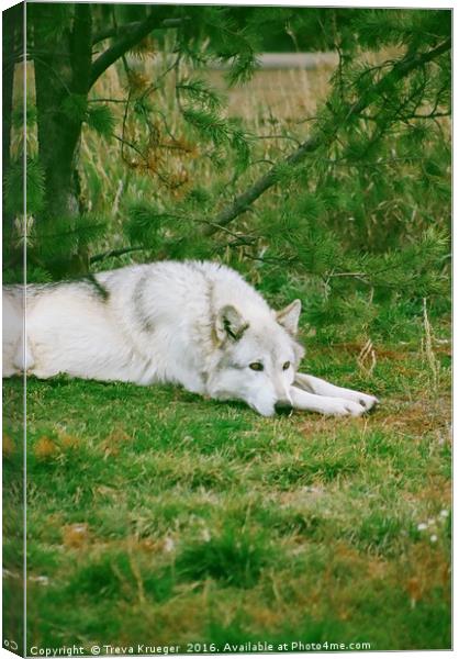 Wolf Napping Canvas Print by Treva Krueger