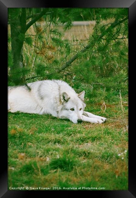Wolf Napping Framed Print by Treva Krueger