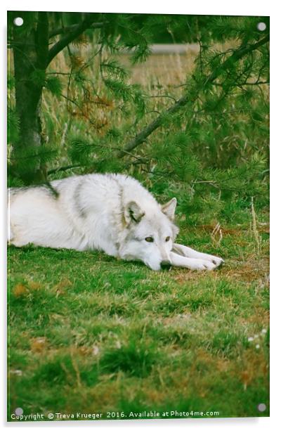 Wolf Napping Acrylic by Treva Krueger