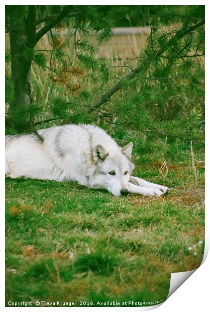 Wolf Napping Print by Treva Krueger