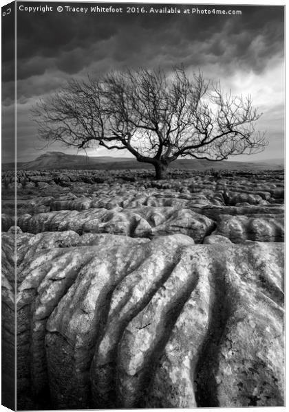 Scarred Landscape (Mono) Canvas Print by Tracey Whitefoot