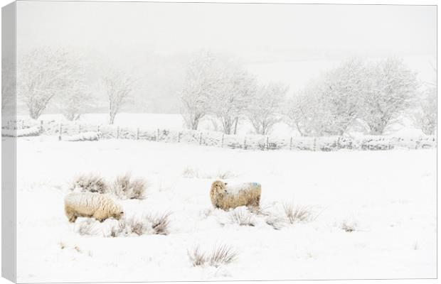 Snow Sheep   Canvas Print by chris smith