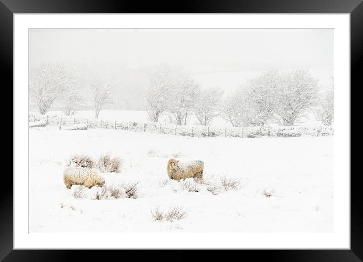 Snow Sheep   Framed Mounted Print by chris smith