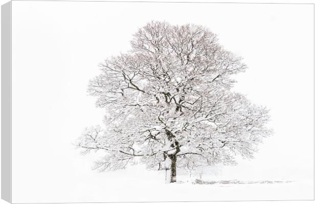 Winter Tree Canvas Print by chris smith