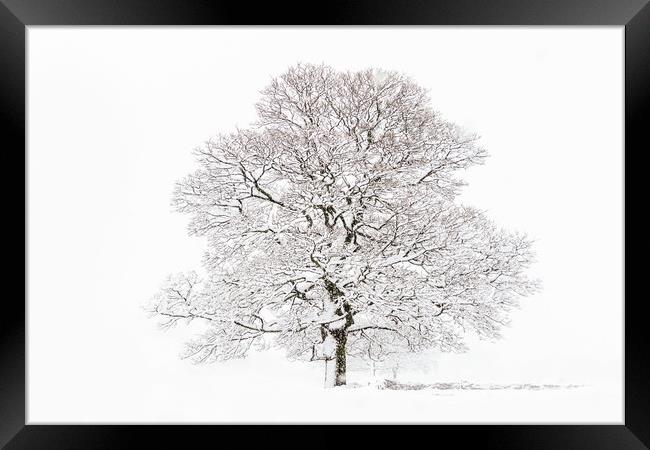 Winter Tree Framed Print by chris smith