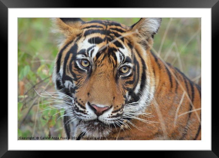 Tiger Portrait Framed Mounted Print by Carole-Anne Fooks