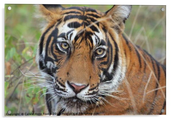 Tiger Portrait Acrylic by Carole-Anne Fooks