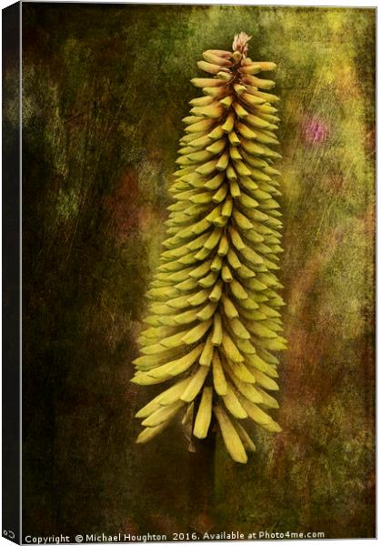Kniphofia Canvas Print by Michael Houghton
