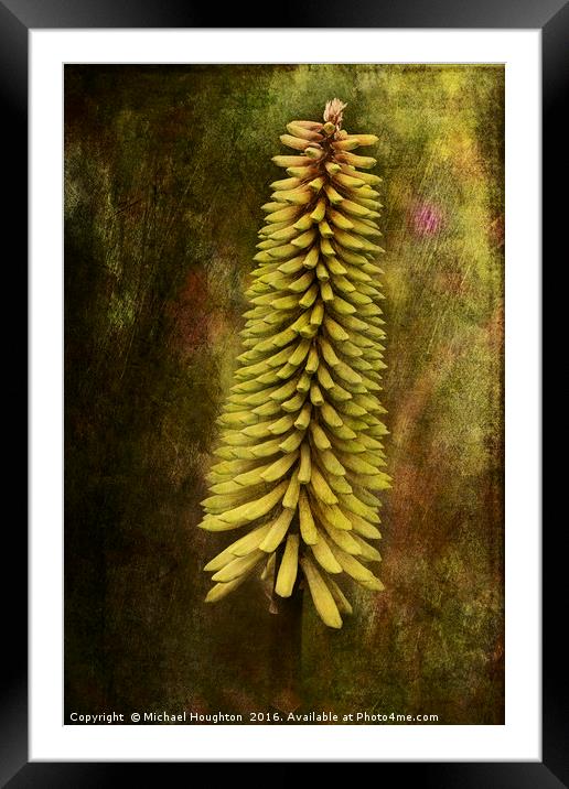 Kniphofia Framed Mounted Print by Michael Houghton
