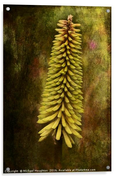 Kniphofia Acrylic by Michael Houghton