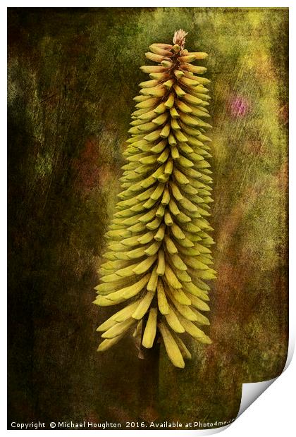 Kniphofia Print by Michael Houghton
