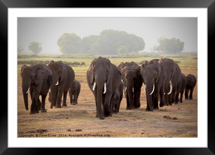 Elephant Herd Framed Mounted Print by Dave Eyres