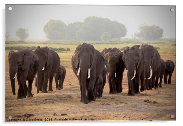 Elephant Herd Acrylic by Dave Eyres