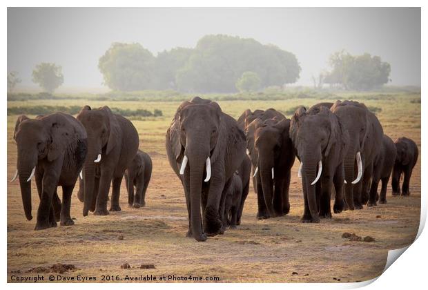 Elephant Herd Print by Dave Eyres