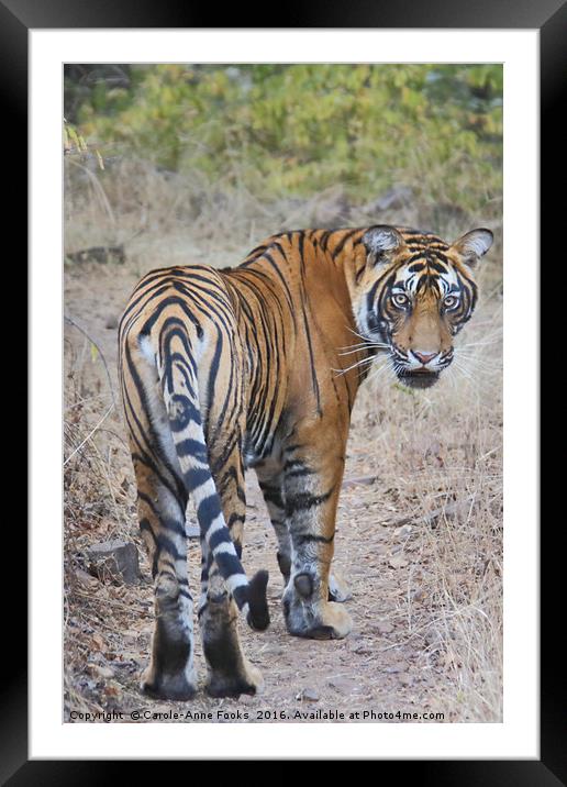 Young Male Tiger Framed Mounted Print by Carole-Anne Fooks