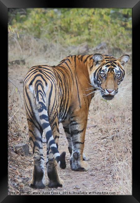 Young Male Tiger Framed Print by Carole-Anne Fooks