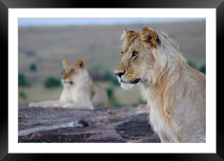 Young Male Lion Framed Mounted Print by Dave Eyres