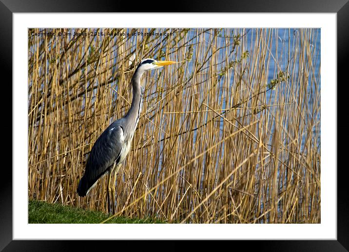 Grey Heron in the reeds Framed Mounted Print by Jim Jones