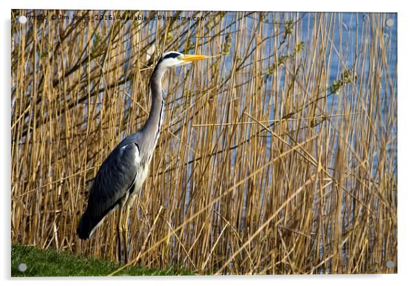 Grey Heron in the reeds Acrylic by Jim Jones