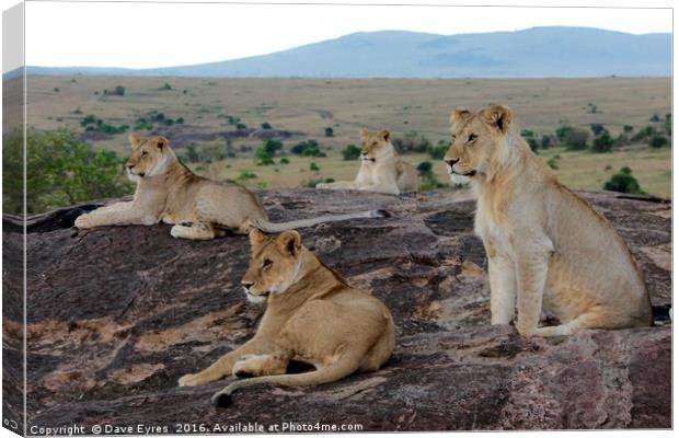 Lions Watching Canvas Print by Dave Eyres