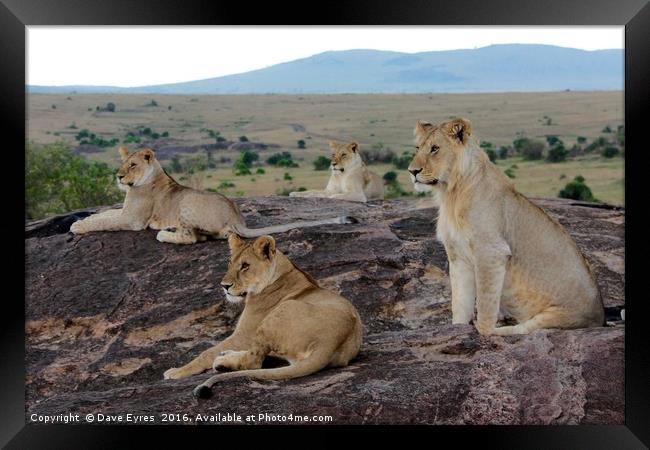 Lions Watching Framed Print by Dave Eyres