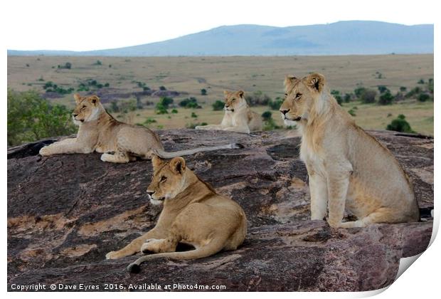 Lions Watching Print by Dave Eyres
