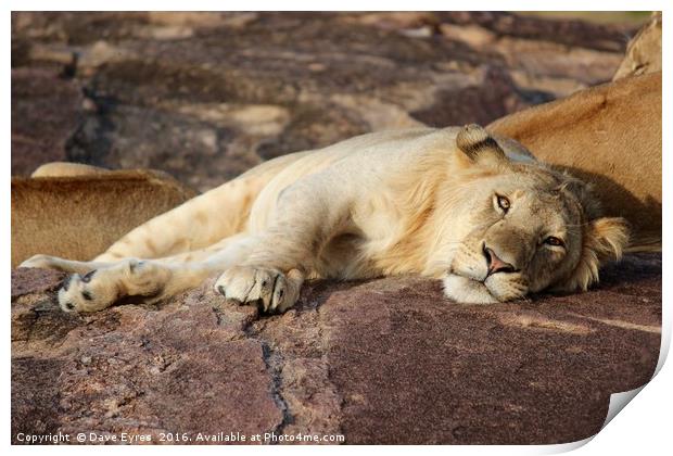 Resting Lion Print by Dave Eyres