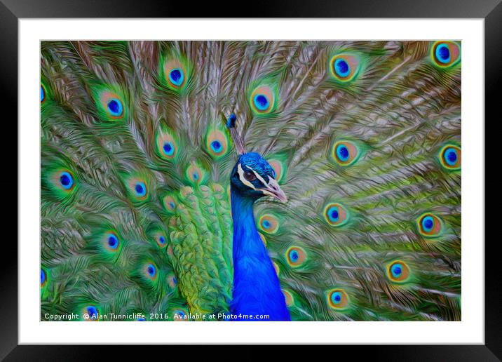 Indian Peafowl peacock Framed Mounted Print by Alan Tunnicliffe