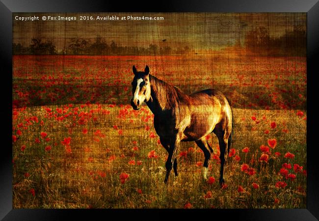  A lone horse Framed Print by Derrick Fox Lomax