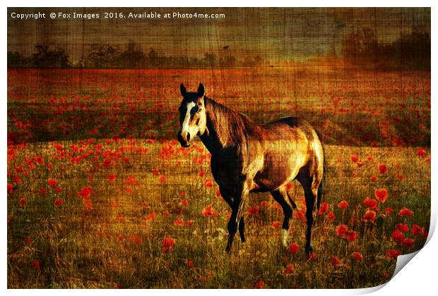  A lone horse Print by Derrick Fox Lomax