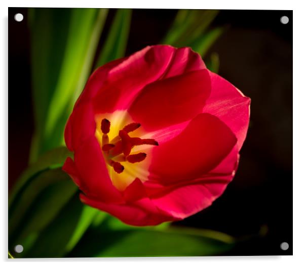 Inside of a tulip Acrylic by Svetlana Korneliuk