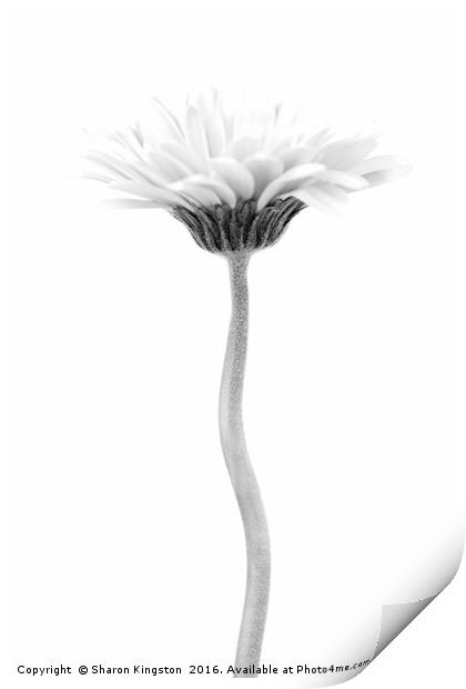 Elegant Flower Print by Sharon Kingston