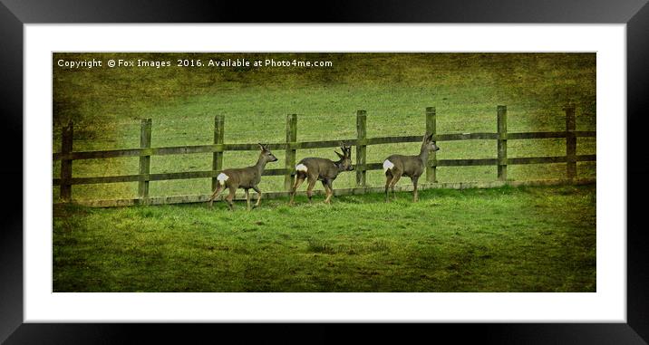 Wild deer buck and doe Framed Mounted Print by Derrick Fox Lomax