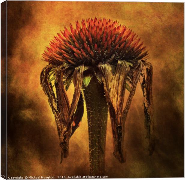 Last days of an Echinacea Canvas Print by Michael Houghton