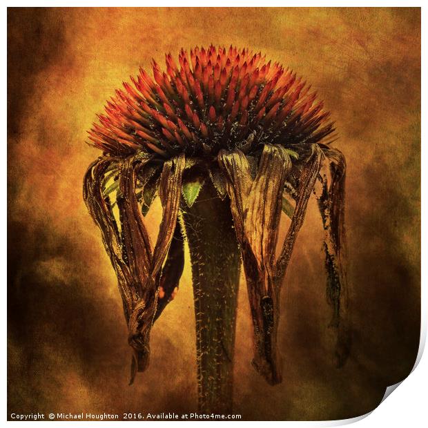 Last days of an Echinacea Print by Michael Houghton
