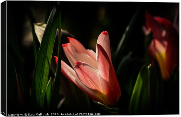 tulip shadowland Canvas Print by Sara Melhuish