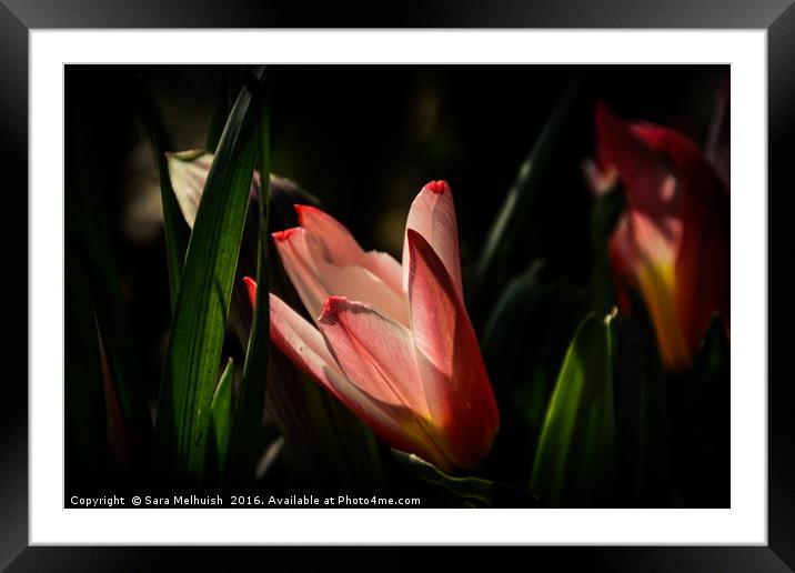 tulip shadowland Framed Mounted Print by Sara Melhuish