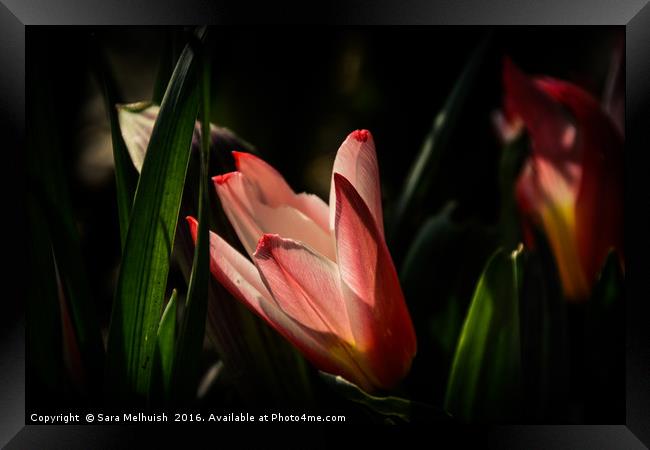 tulip shadowland Framed Print by Sara Melhuish