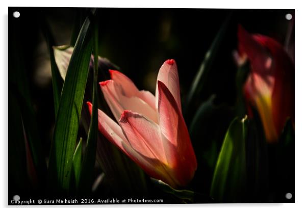 tulip shadowland Acrylic by Sara Melhuish