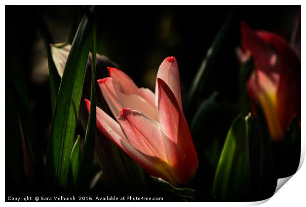 tulip shadowland Print by Sara Melhuish