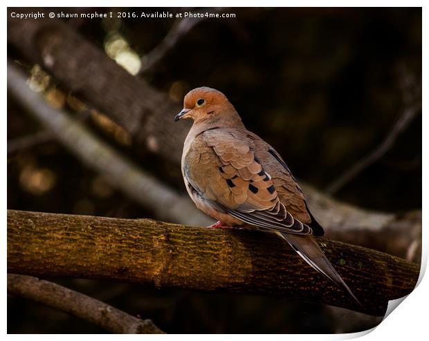 Morning Dove Print by shawn mcphee I