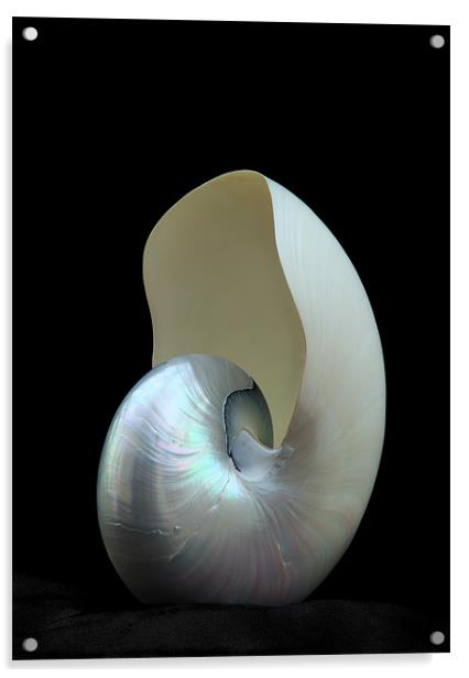 NAUTILUS Acrylic by Anthony R Dudley (LRPS)