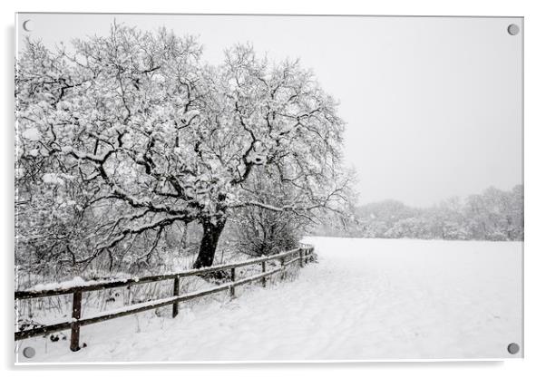 English Oak in the snow Acrylic by Andrew Kearton