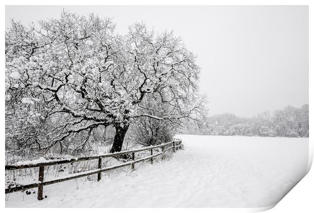 English Oak in the snow Print by Andrew Kearton