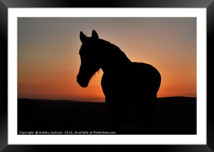 Equine Sunset Framed Mounted Print by Ashley Jackson