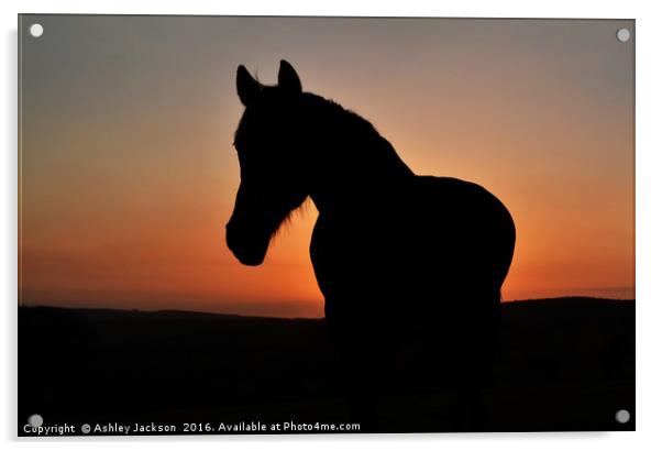 Equine Sunset Acrylic by Ashley Jackson