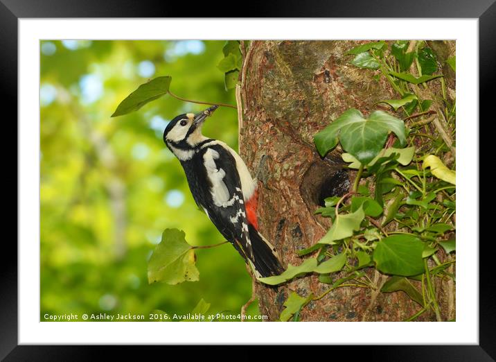 Greater Spotted Woodpecker Framed Mounted Print by Ashley Jackson