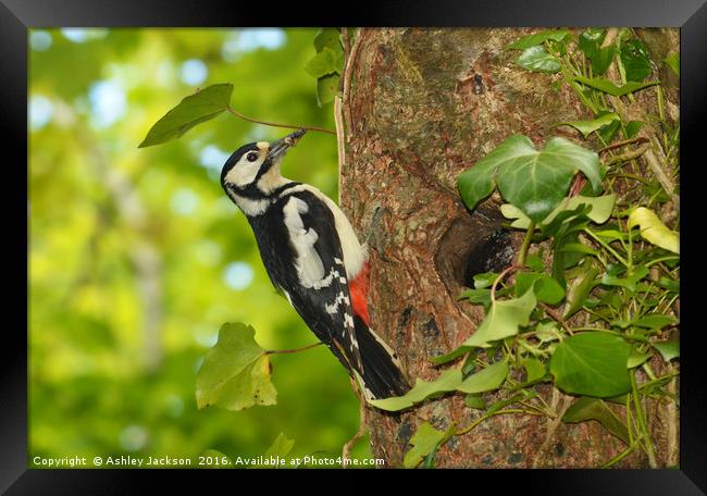 Greater Spotted Woodpecker Framed Print by Ashley Jackson