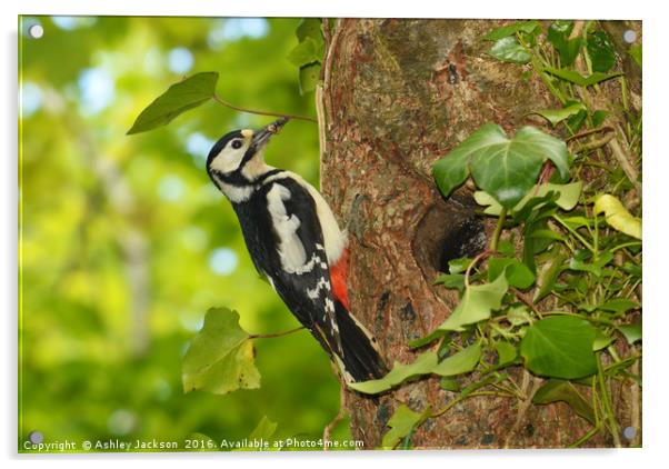 Greater Spotted Woodpecker Acrylic by Ashley Jackson