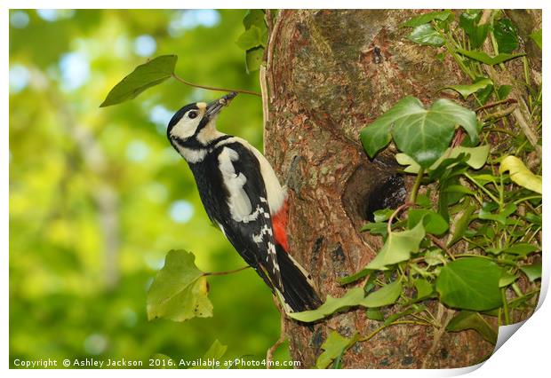 Greater Spotted Woodpecker Print by Ashley Jackson